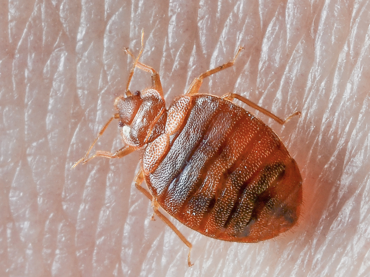 Bed Bug Control